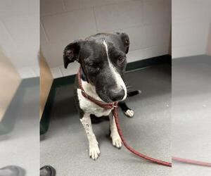 Labrador Retriever-Unknown Mix Dogs for adoption in Corpus Christi, TX, USA