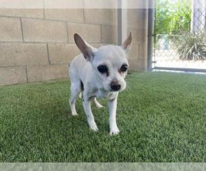 Chihuahua Dogs for adoption in Corona, CA, USA