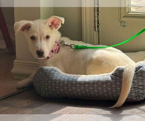 Labrador Retriever-Unknown Mix Dogs for adoption in New York, NY, USA