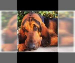 Bloodhound Dogs for adoption in Pipe Creek, TX, USA