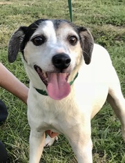 Jack Russell Terrier Dogs for adoption in Fort Pierce, FL, USA
