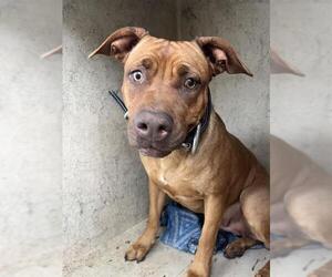 American Pit Bull Terrier Dogs for adoption in Oklahoma City, OK, USA