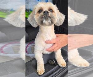Shih Tzu Dogs for adoption in San Antonio, TX, USA