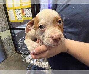 Mutt Dogs for adoption in Tulsa, OK, USA