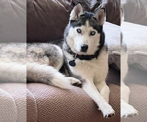 Siberian Husky Dogs for adoption in Germantown, OH, USA