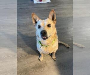 Mutt Dogs for adoption in Las Vegas, NV, USA