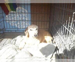 Dachshund Dogs for adoption in Hanford, CA, USA