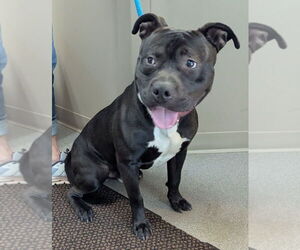 Staffordshire Bull Terrier Dogs for adoption in La Porte, IN, USA
