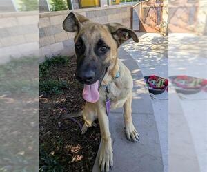 German Shepherd Dog-Unknown Mix Dogs for adoption in Elk Grove, CA, USA