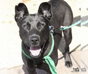 Labrador Retriever-Unknown Mix Dogs for adoption in Washington, DC, USA