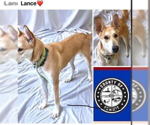 Carolina Dog Dogs for adoption in Akron, OH, USA