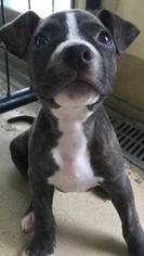 American Pit Bull Terrier Dogs for adoption in Bradenton, FL, USA