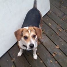 Beagle Dogs for adoption in Wyoming, MI, USA