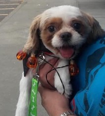 Shih Tzu Dogs for adoption in Warwick, RI, USA