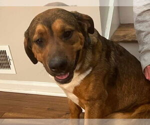 Mutt Dogs for adoption in Ball Ground, GA, USA