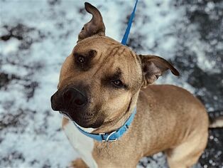 American Pit Bull Terrier-Unknown Mix Dogs for adoption in Birdsboro, PA, USA