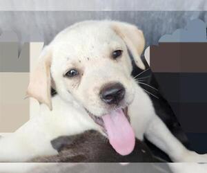 American Staffordshire Terrier-Unknown Mix Dogs for adoption in San Antonio, TX, USA