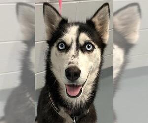 Siberian Husky Dogs for adoption in St. Cloud, FL, USA