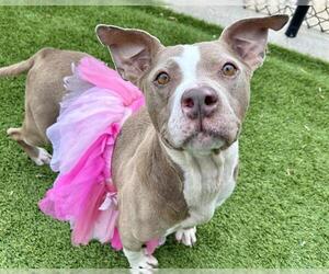American Staffordshire Terrier-Unknown Mix Dogs for adoption in Raleigh, NC, USA