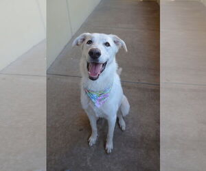Labrador Retriever-Unknown Mix Dogs for adoption in McKinney, TX, USA