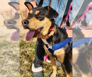 Rottweiler-Unknown Mix Dogs for adoption in Los Lunas, NM, USA