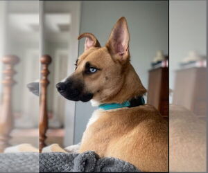 Boxer-Huskies  Mix Dogs for adoption in Winston Salem, NC, USA