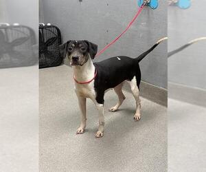 Pointer-Unknown Mix Dogs for adoption in Las Vegas, NV, USA