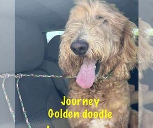 Labradoodle Dogs for adoption in pomfret, CT, USA