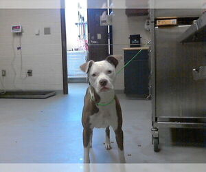 Mutt Dogs for adoption in Fayetteville, NC, USA