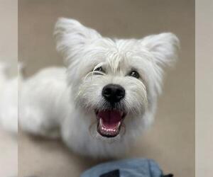 Pembroke Welsh Corgi-Unknown Mix Dogs for adoption in Aurora, CO, USA