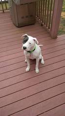 Medium Photo #1 Mutt Puppy For Sale in Portage, IN, USA