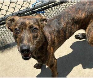 Mutt Dogs for adoption in Tulsa, OK, USA