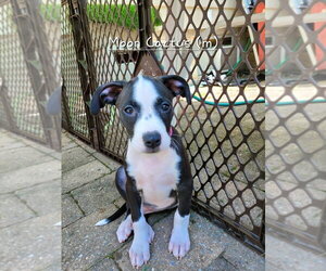 Mutt Dogs for adoption in Wenonah, NJ, USA