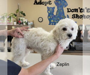 Maltese-Unknown Mix Dogs for adoption in Colorado Springs, CO, USA