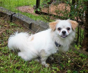 Shinese Dogs for adoption in Newnan, GA, USA