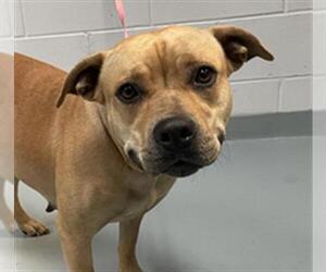 Labrador Retriever-Unknown Mix Dogs for adoption in St. Cloud, FL, USA