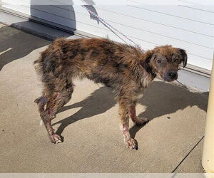Labrador Retriever-Unknown Mix Dogs for adoption in Louisville, KY, USA