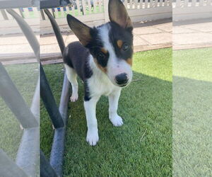 Australian Shepherd-Unknown Mix Dogs for adoption in La Verne, CA, USA