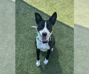 Border Collie Dogs for adoption in San Martin, CA, USA