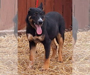 Mutt Dogs for adoption in Wetumpka, AL, USA