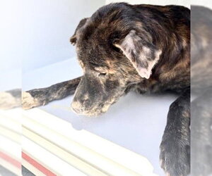 Mutt Dogs for adoption in Houston, TX, USA