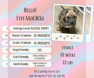 Mutt Dogs for adoption in New Oxford , PA, USA