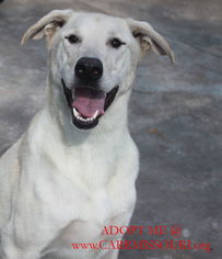 Great Dane-Labrador Retriever Mix Dogs for adoption in Holden, MO, USA