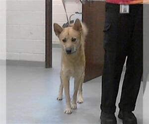 German Shepherd Dog-Unknown Mix Dogs for adoption in Fayetteville, NC, USA
