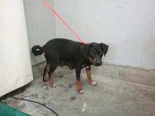 Doxie-Pin Dogs for adoption in Camarillo, CA, USA