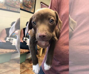 American Pit Bull Terrier-Labrador Retriever Mix Dogs for adoption in Amarillo, TX, USA