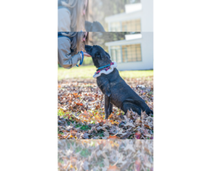 Holland Shepherd Dogs for adoption in Imlay City, MI, USA