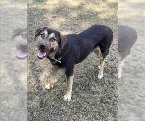 Australian Shepherd-Unknown Mix Dogs for adoption in Conroe, TX, USA