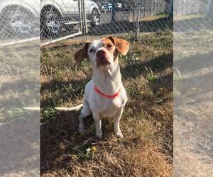 Jack Russell Terrier-Unknown Mix Dogs for adoption in Reedsport, OR, USA