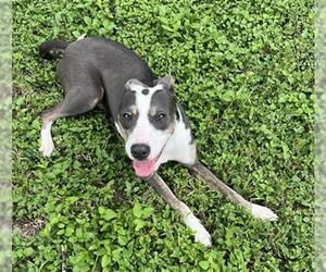 American Staffordshire Terrier-Unknown Mix Dogs for adoption in San Antonio, TX, USA